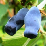 Orlovi nokti od jagoda: opis sorte, fotografije i recenzije